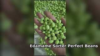 Clasificador de color Edamame sobre orugas 180: alta capacidad y baja rotura.