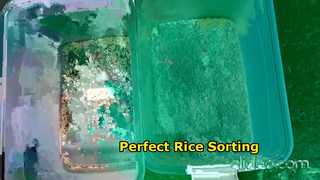 clasificación-de-arroz-en-un-canal
